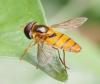 Asarkina sp.